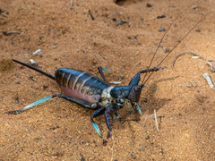 Colossopus grandidieri
