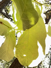 Quercus crassifolia