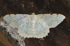 Luxiaria emphatica