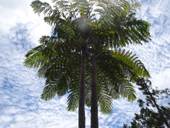 Sphaeropteris intermedia