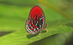 Paralaxita orphna