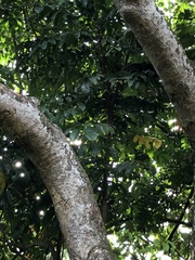 Cananga odorata