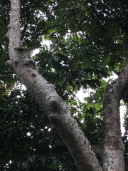Cananga odorata