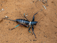 Colossopus grandidieri