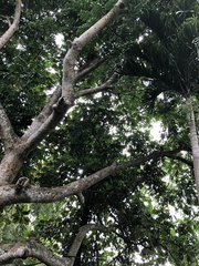 Cananga odorata