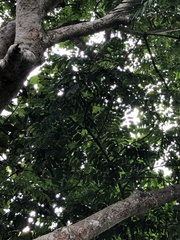 Cananga odorata