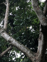 Cananga odorata