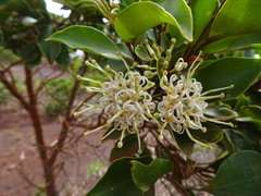 Stenocarpus trinervis