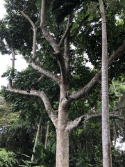 Cananga odorata