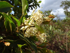 Stenocarpus trinervis