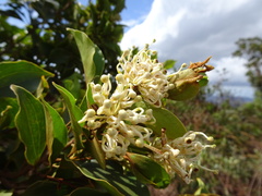 Stenocarpus trinervis