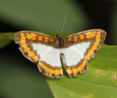 Nymphidium caricae