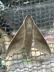 Xylophanes porcus