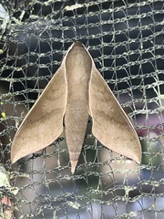 Xylophanes porcus