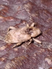 Mitrastethus baridioides