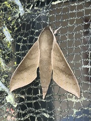Xylophanes porcus