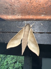Xylophanes porcus