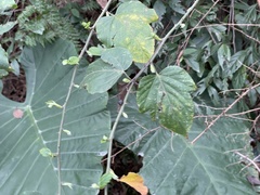 Rubus corchorifolius