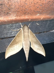 Xylophanes porcus
