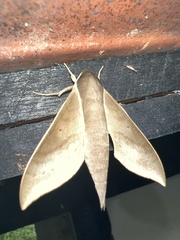 Xylophanes porcus
