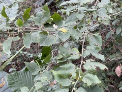 Rubus corchorifolius