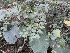 Rubus corchorifolius