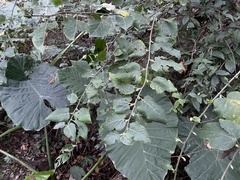 Rubus corchorifolius