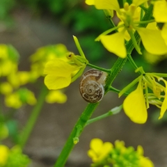 Eobania vermiculata