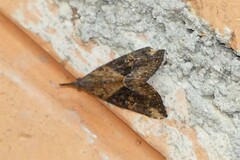Hypena laceratalis