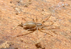 Gnaphosidae