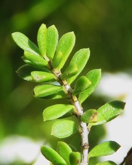 Baeckea utilis