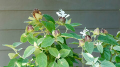 Barleria albostellata