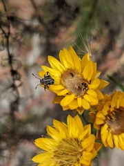 Xerochrysum viscosum