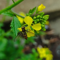 Episyrphus