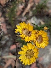 Xerochrysum viscosum
