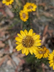 Xerochrysum viscosum