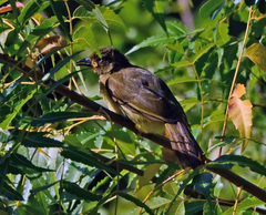 Andropadus importunus