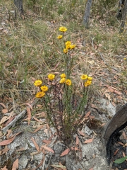 Xerochrysum viscosum