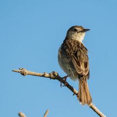 Cisticola cherina