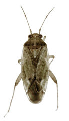 Bipuncticoris