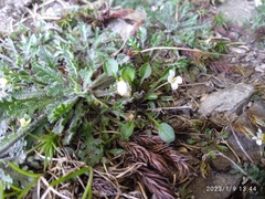 Cardamine exigua