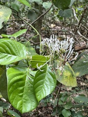 Coussarea platyphylla