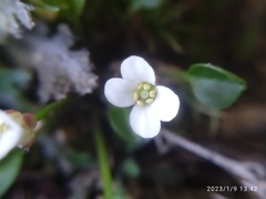 Cardamine exigua