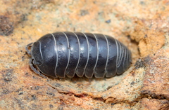 Armadillidiidae