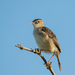 Cisticola cherina