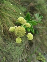 Hermas villosa