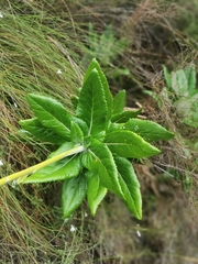 Hermas villosa