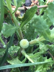 Centipeda cunninghamii