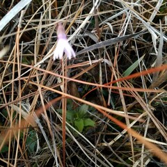 Pinguicula planifolia