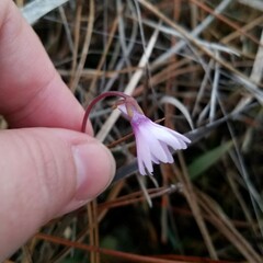Pinguicula planifolia